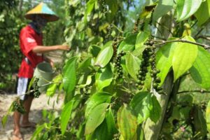 Petani Senyum Sinis, Harga Lada di Bateng Cuma Naik Rp 5.000/Kilo kilasbabel.com