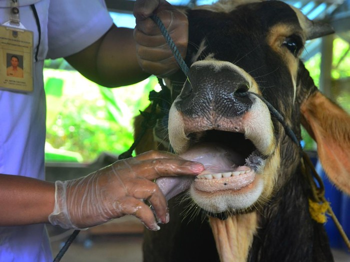 Alamak! 752 Sapi di Bateng Suspek PMK kilasbabel.com